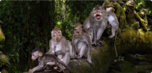 Sacred Monkey Forest Sanctuary with ancient temples and long-tailed macaques